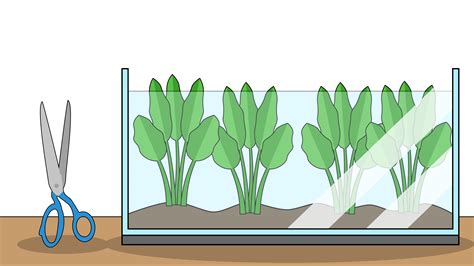 How to Plant an Amazon Sword Plant: 9 Steps (with Pictures) .